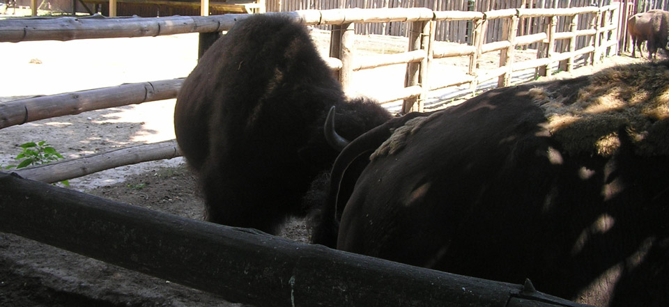 卡密代充平台的cc攻击免费网页版